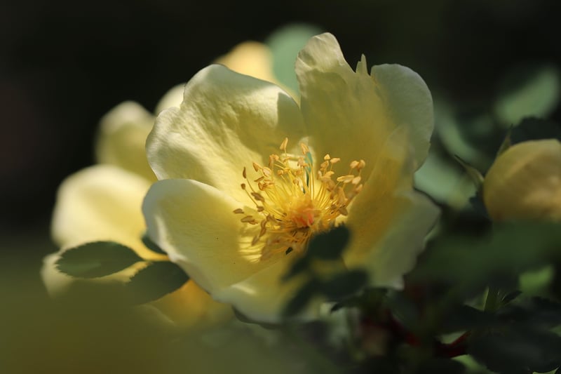 Enchanted Roses