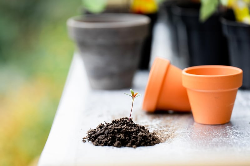 Herb Potting