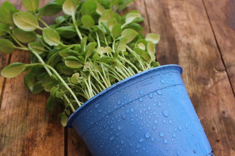 Herb Potting Station